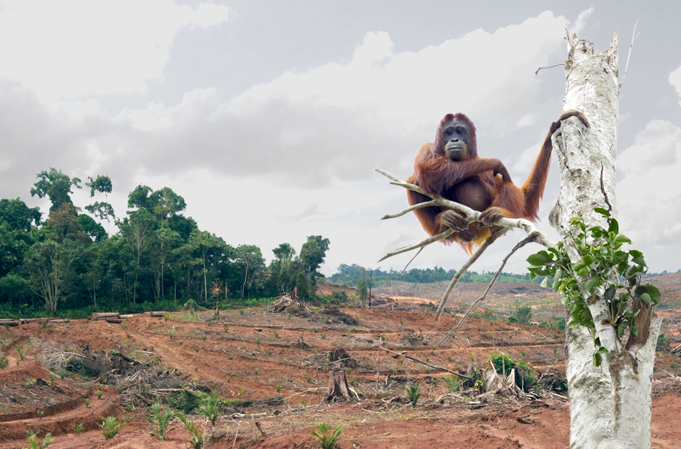 Orangutan's home lost to oil palm deforestation Blank Meme Template