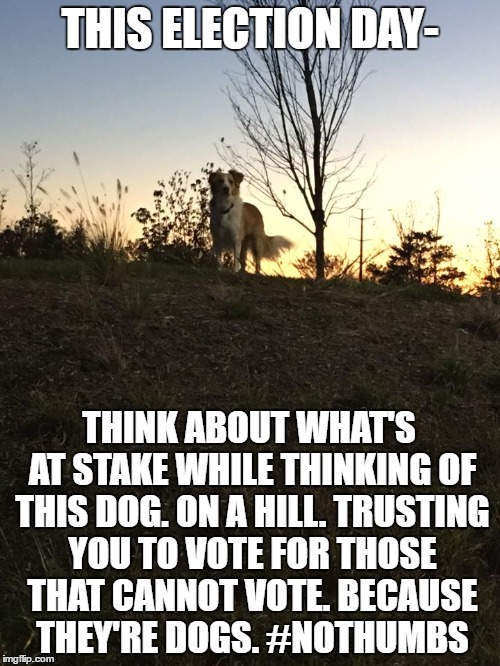 Vote for your Dog | THIS ELECTION DAY-; THINK ABOUT WHAT'S AT STAKE WHILE THINKING OF THIS DOG. ON A HILL. TRUSTING YOU TO VOTE FOR THOSE THAT CANNOT VOTE. BECAUSE THEY'RE DOGS. #NOTHUMBS | image tagged in vote | made w/ Imgflip meme maker