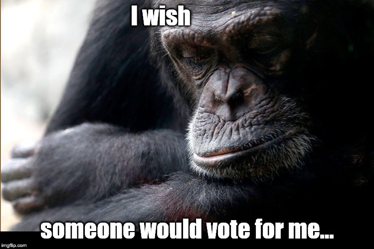 Koko | I wish someone would vote for me... | image tagged in koko | made w/ Imgflip meme maker