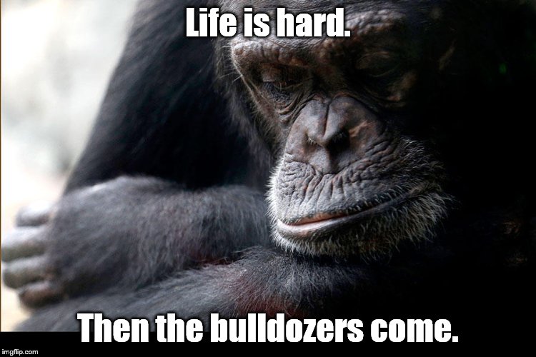 Koko | Life is hard. Then the bulldozers come. | image tagged in koko | made w/ Imgflip meme maker