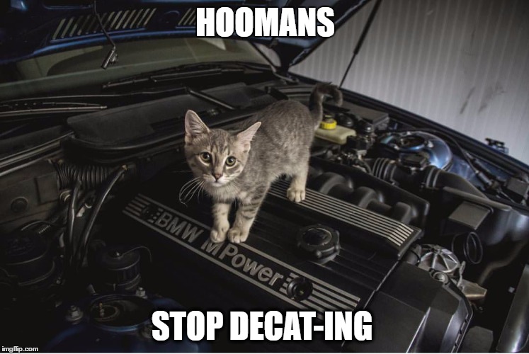 HOOMANS; STOP DECAT-ING | image tagged in m3 cat | made w/ Imgflip meme maker