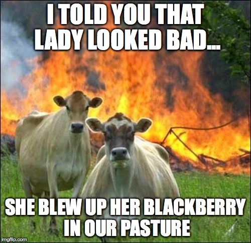 Hillary Clinton's emails...effect cows too | I TOLD YOU THAT LADY LOOKED BAD... SHE BLEW UP HER BLACKBERRY IN OUR PASTURE | image tagged in memes,evil cows | made w/ Imgflip meme maker
