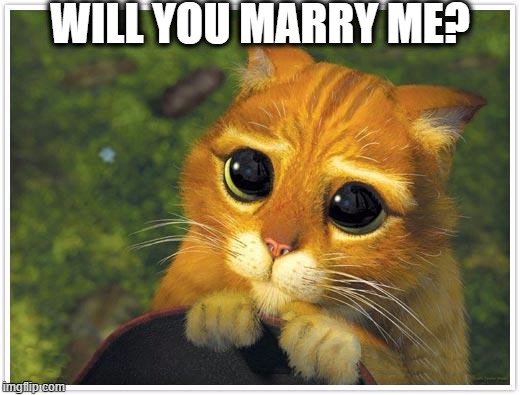 Shrek Cat Meme | WILL YOU MARRY ME? | image tagged in memes,shrek cat | made w/ Imgflip meme maker