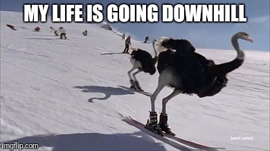 Work is for the birds | MY LIFE IS GOING DOWNHILL | image tagged in memes,ostrich,skiing | made w/ Imgflip meme maker