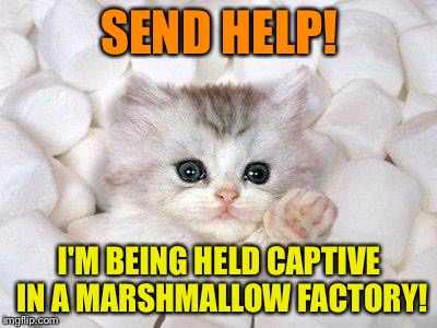 Marshmallow Cat | SEND HELP! I'M BEING HELD CAPTIVE IN A MARSHMALLOW FACTORY! | image tagged in marshmallow cat,memes | made w/ Imgflip meme maker