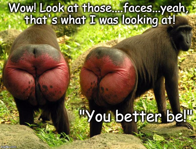 Wow! Look at those....faces...yeah, that's what I was looking at! "You better be!" | image tagged in funny memes,funny animals,funny face,funny stuff | made w/ Imgflip meme maker