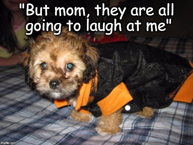 "But mom, they are all going to laugh at me" | image tagged in funny animals,funny dogs,aww,sweet | made w/ Imgflip meme maker