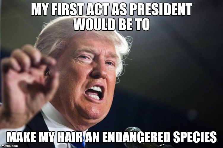 Donald Trump's hair | MY FIRST ACT AS PRESIDENT WOULD BE TO; MAKE MY HAIR AN ENDANGERED SPECIES | image tagged in donald trump | made w/ Imgflip meme maker