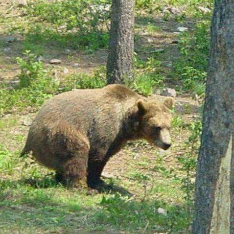 High Quality bear in the woods Blank Meme Template