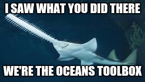 Shark | I SAW WHAT YOU DID THERE WE'RE THE OCEANS TOOLBOX | image tagged in shark | made w/ Imgflip meme maker