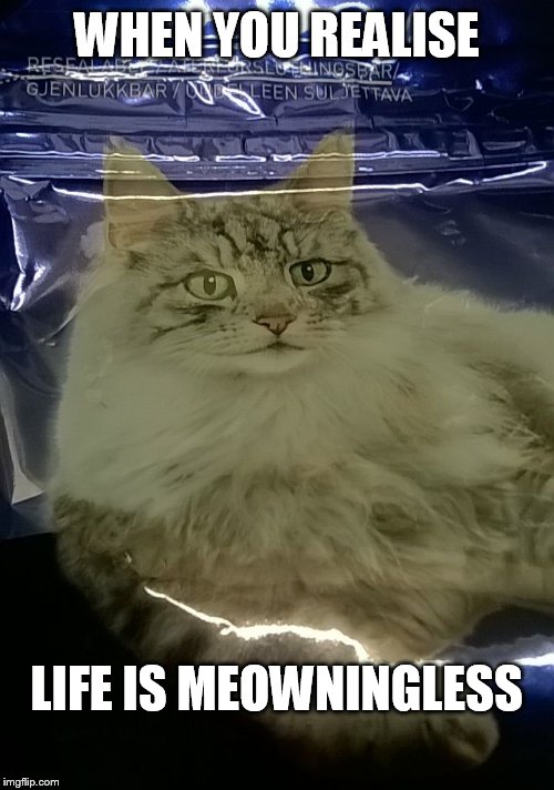 I just found this on the cat food bag... Memes had to be made. | WHEN YOU REALISE; LIFE IS MEOWNINGLESS | image tagged in depressed cat,life | made w/ Imgflip meme maker