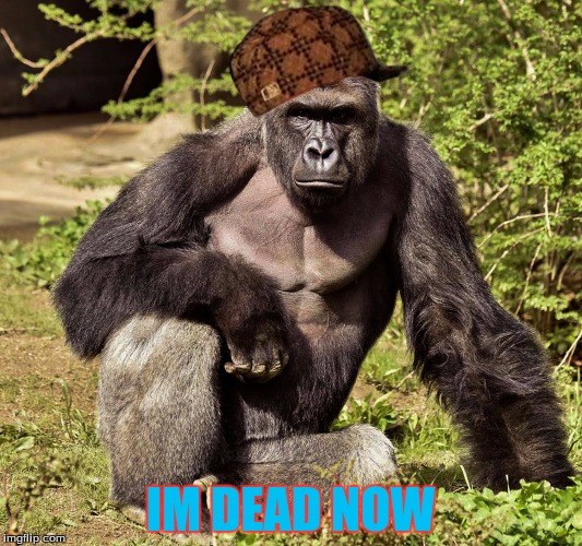 IM DEAD NOW | image tagged in harambe,scumbag | made w/ Imgflip meme maker