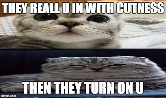 THEY REALL U IN WITH CUTNESS; THEN THEY TURN ON U | image tagged in cute cat mean cat | made w/ Imgflip meme maker