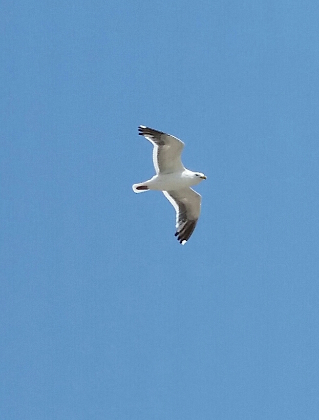 Seagull Blank Meme Template