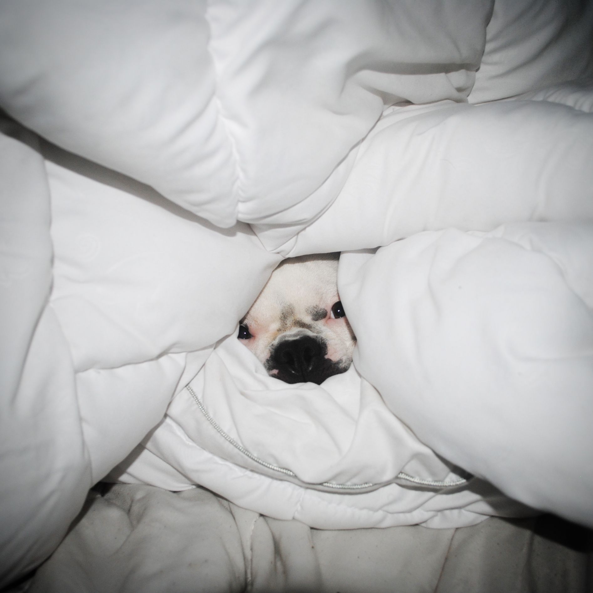 DOG HIDING UNDER THE COVERS Blank Meme Template