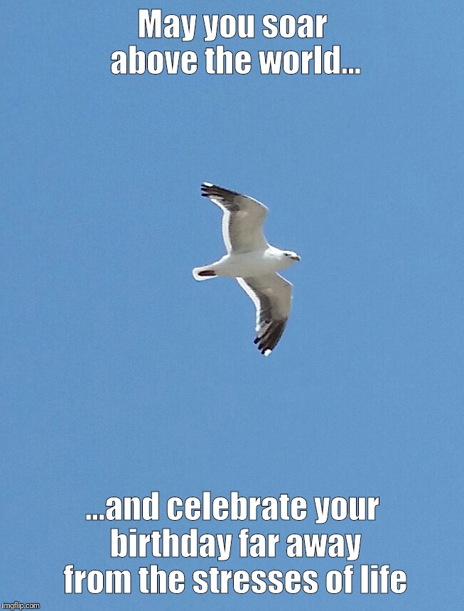 Seagull | May you soar above the world... ...and celebrate your birthday far away from the stresses of life | image tagged in seagull | made w/ Imgflip meme maker