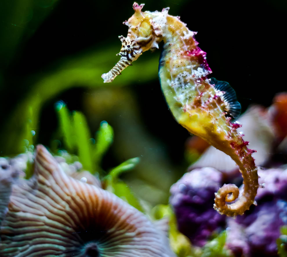 colorful seahorse Blank Meme Template