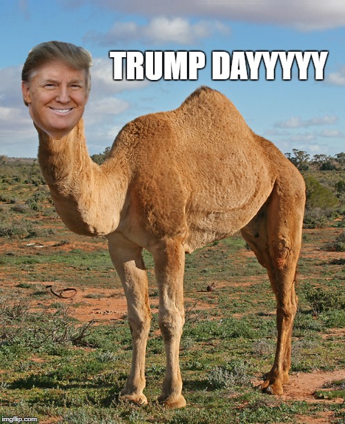 Trump Day | TRUMP DAYYYYY | image tagged in donald trump,hump day,wednesday,trump,camel,hump day camel | made w/ Imgflip meme maker