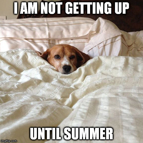 Dog in bed | I AM NOT GETTING UP; UNTIL SUMMER | image tagged in dog in bed | made w/ Imgflip meme maker