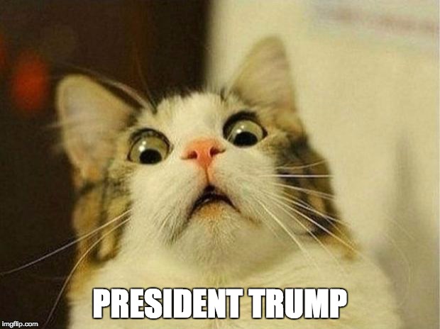 Scared Cat | PRESIDENT TRUMP | image tagged in memes,scared cat | made w/ Imgflip meme maker