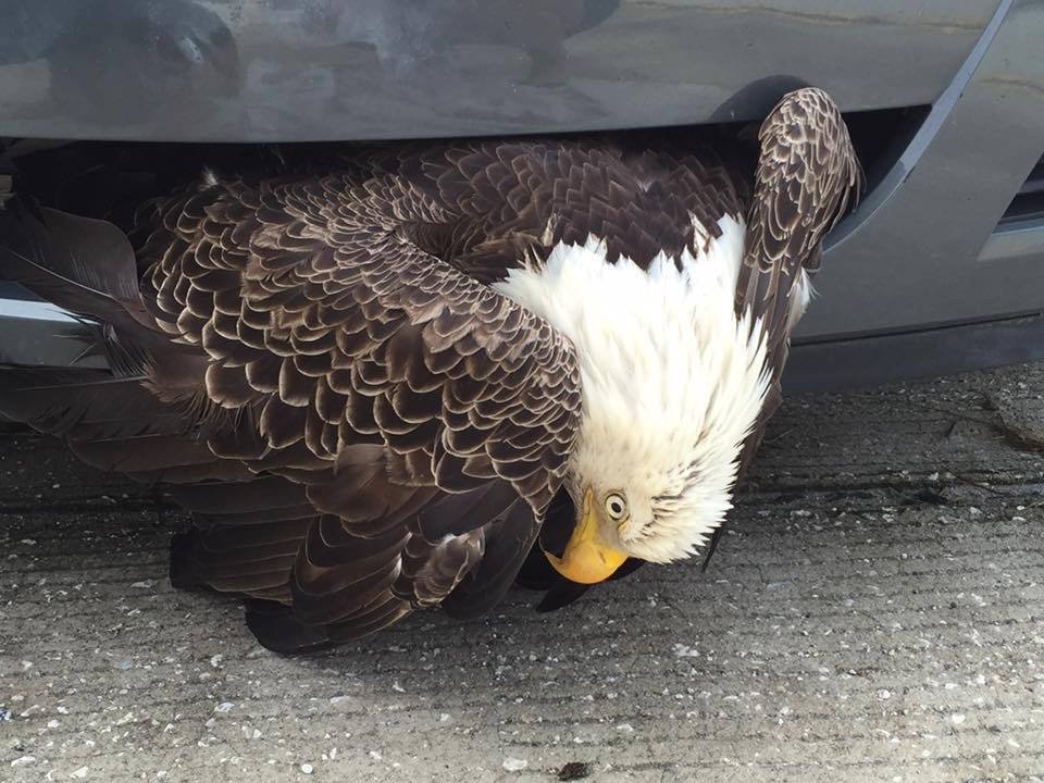 Bald Eagle Accident Blank Meme Template