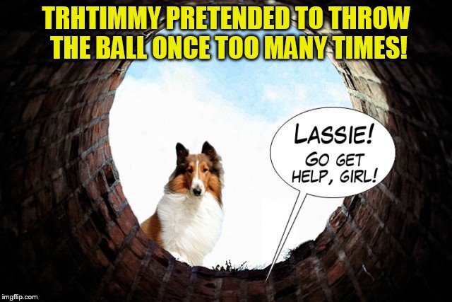 Use someone's USERNAME in your meme weekend! Friday - Sat Nov 11-12-13. Guidelines in comments! | TRHTIMMY PRETENDED TO THROW THE BALL ONCE TOO MANY TIMES! | image tagged in use someones username in your meme,lassie and timmy,usernames,jokes,funny memes,fun | made w/ Imgflip meme maker