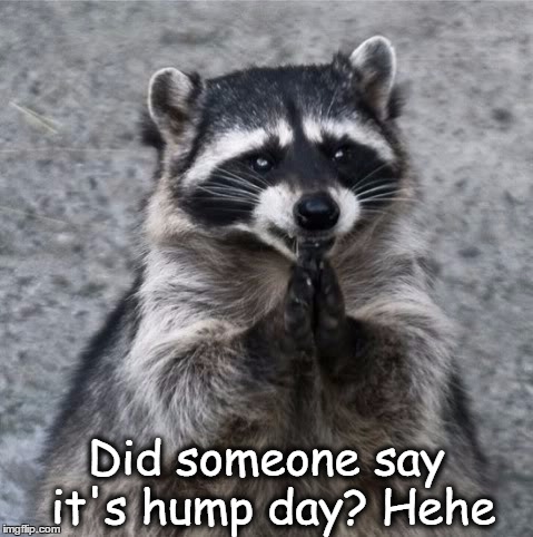 Did someone say it's hump day? Hehe | image tagged in adult humor,funny memes,hump day | made w/ Imgflip meme maker