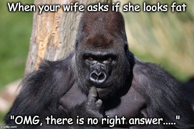 When your wife asks if she looks fat; "OMG, there is no right answer....." | image tagged in adult humor,funny,funny animals | made w/ Imgflip meme maker