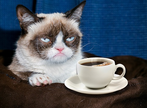 Grumpy Cat Coffee Blank Meme Template