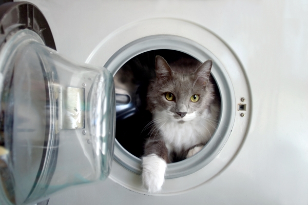 High Quality Cat in a Washing Machine Blank Meme Template