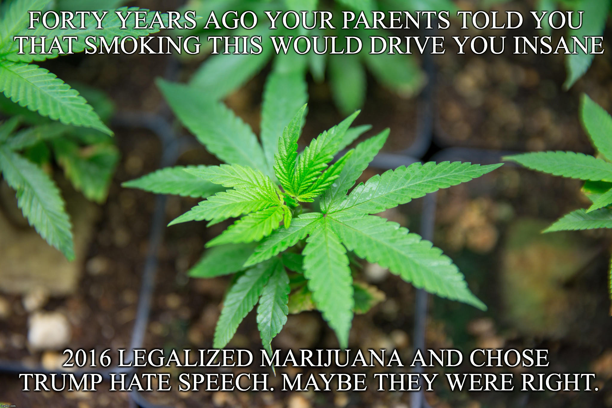 legalized marijuana and voted-in this president, is there a connection.. | FORTY YEARS AGO YOUR PARENTS TOLD YOU THAT SMOKING THIS WOULD DRIVE YOU INSANE; 2016 LEGALIZED MARIJUANA AND CHOSE TRUMP HATE SPEECH. MAYBE THEY WERE RIGHT. | image tagged in marijuana plant | made w/ Imgflip meme maker