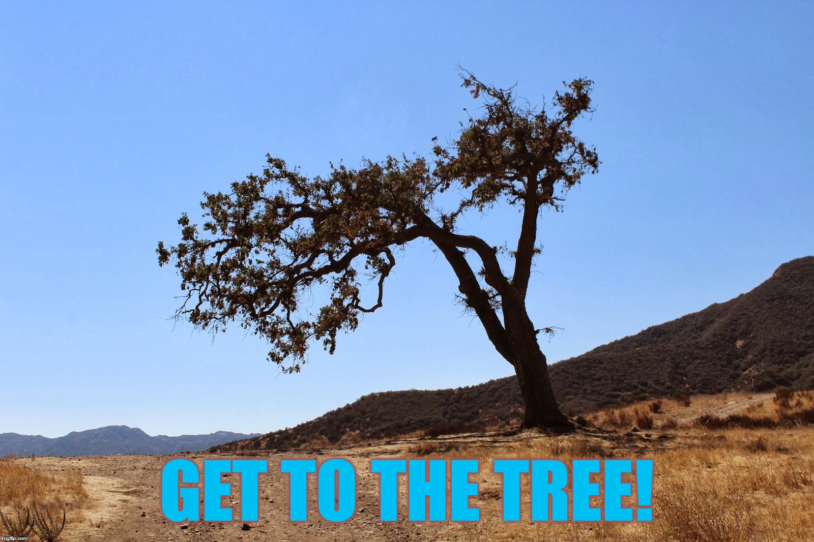 The Hanging Tree | GET TO THE TREE! | image tagged in rope,tree,journalist,hanging,media,lies | made w/ Imgflip meme maker