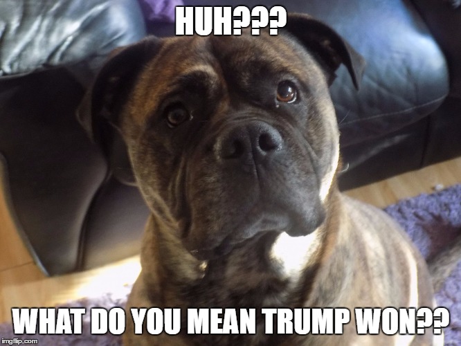 HUH??? WHAT DO YOU MEAN TRUMP WON?? | image tagged in b | made w/ Imgflip meme maker