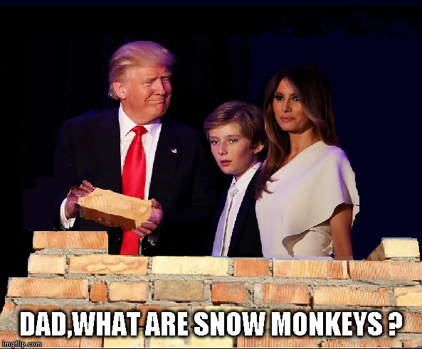 Donald Trump builds wall | DAD,WHAT ARE SNOW MONKEYS ? | image tagged in donald trump,trump wall,funny meme | made w/ Imgflip meme maker