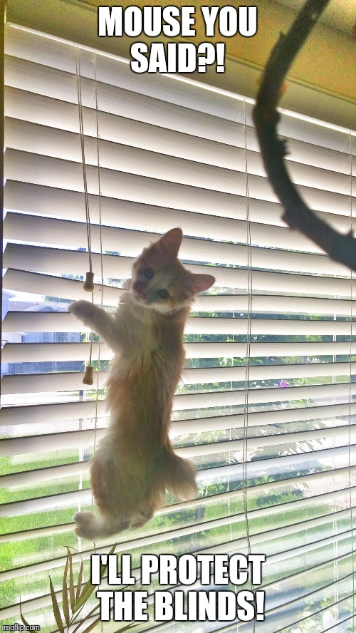 Kitten afraid of mouse | MOUSE YOU SAID?! I'LL PROTECT THE BLINDS! | image tagged in kitten afraid of mouse | made w/ Imgflip meme maker