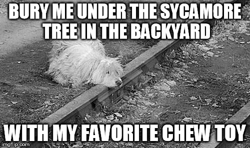 BURY ME UNDER THE SYCAMORE TREE IN THE BACKYARD; WITH MY FAVORITE CHEW TOY | image tagged in suicidal dog | made w/ Imgflip meme maker