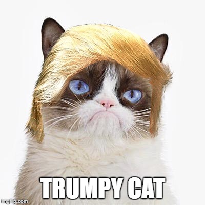 Trumpy Cat | TRUMPY CAT | image tagged in trump,grumpy cat | made w/ Imgflip meme maker