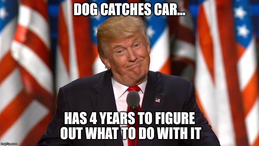 DOG CATCHES CAR... HAS 4 YEARS TO FIGURE OUT WHAT TO DO WITH IT | image tagged in trump,election | made w/ Imgflip meme maker