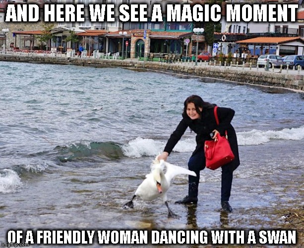 AND HERE WE SEE A MAGIC MOMENT; OF A FRIENDLY WOMAN DANCING WITH A SWAN | image tagged in selfie,ron swanson happy birthday,swan,animal | made w/ Imgflip meme maker