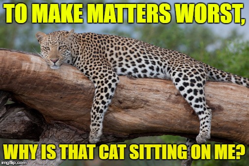 TO MAKE MATTERS WORST, WHY IS THAT CAT SITTING ON ME? | made w/ Imgflip meme maker