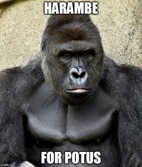 Harambe | HARAMBE; FOR POTUS | image tagged in harambe | made w/ Imgflip meme maker