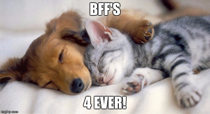 Pupplies and Kittens | BFF'S; 4 EVER! | image tagged in pupplies and kittens | made w/ Imgflip meme maker