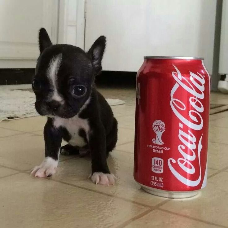 High Quality Boston Terrier Pup Coke Blank Meme Template