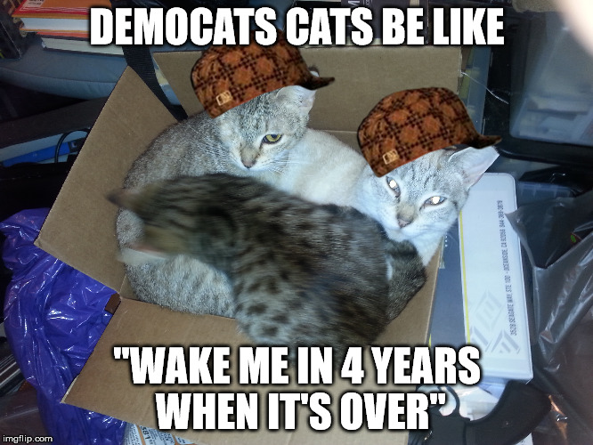 Democats | DEMOCATS CATS BE LIKE; "WAKE ME IN 4 YEARS WHEN IT'S OVER" | image tagged in trump 2016,democrats | made w/ Imgflip meme maker