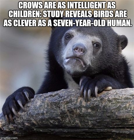 Confession Bear Meme | CROWS ARE AS INTELLIGENT AS CHILDREN: STUDY REVEALS BIRDS ARE AS CLEVER AS A SEVEN-YEAR-OLD HUMAN. | image tagged in memes,confession bear | made w/ Imgflip meme maker