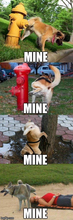 This is mine | MINE; MINE; MINE; MINE | image tagged in memes,funny dogs,mine,firefighters,girl  beach | made w/ Imgflip meme maker