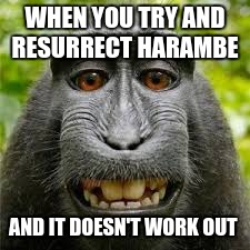 WHEN YOU TRY AND RESURRECT HARAMBE; AND IT DOESN'T WORK OUT | image tagged in harambe | made w/ Imgflip meme maker