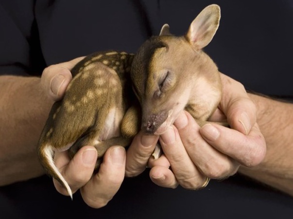 High Quality Baby deer spotted fawn cute Blank Meme Template