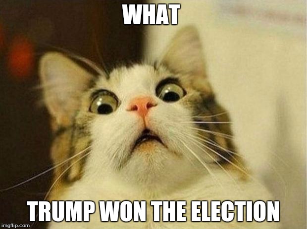 Scared Cat | WHAT; TRUMP WON THE ELECTION | image tagged in memes,scared cat | made w/ Imgflip meme maker