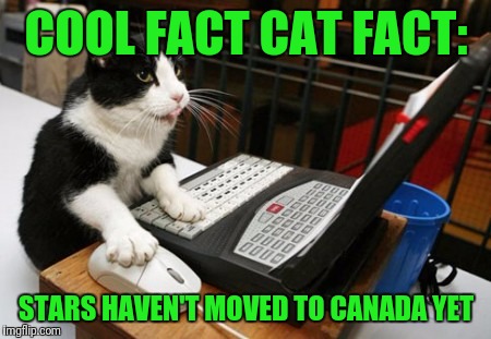 Every Election Cycle Somebody Makes The Stupid Comment | COOL FACT CAT FACT:; STARS HAVEN'T MOVED TO CANADA YET | image tagged in fact cat | made w/ Imgflip meme maker